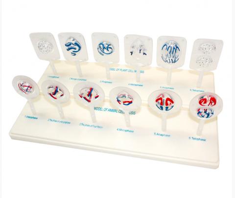 Схема рослинного та тваринного мейозу