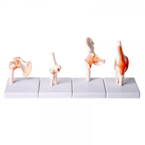 Суглоби людини (різні типи)