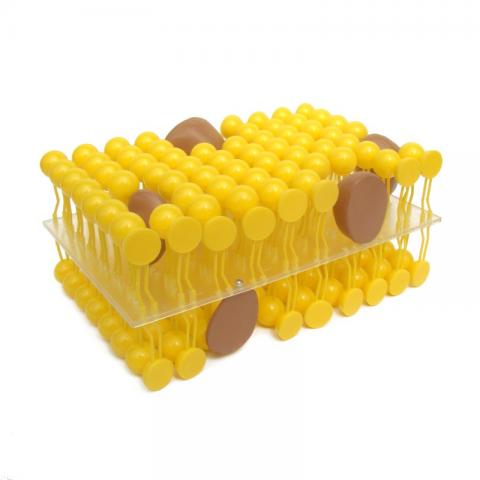 Будова мембрани клітини